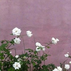 Meet your Posher, Gail